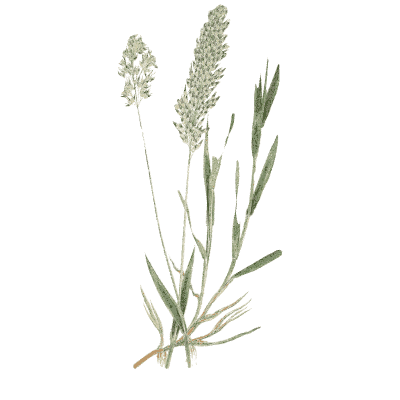 Soft grass panicles - A Natural History of British Grasses - 1858