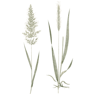 Grass with open panicle and spike - A Natural History of British Grasses - 1858