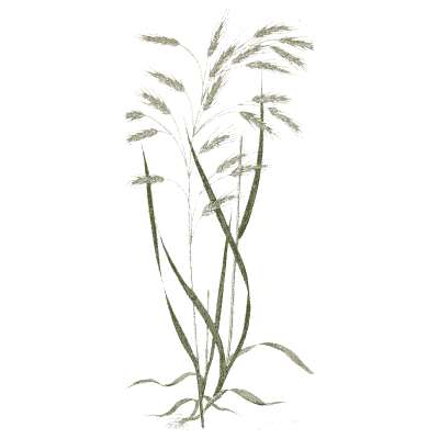 Brome grass - A Natural History of British Grasses - 1858