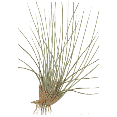 Mat grass tuft - A Natural History of British Grasses - 1858