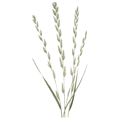 Rye grass - A Natural History of British Grasses - 1858