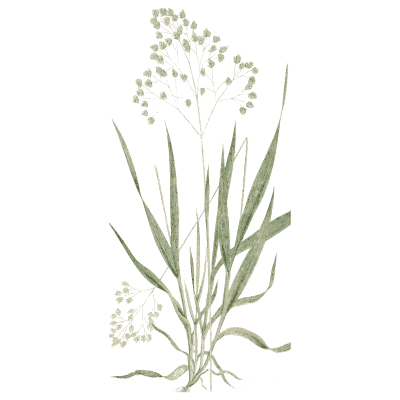 Tufted panicle grass - A Natural History of British Grasses - 1858