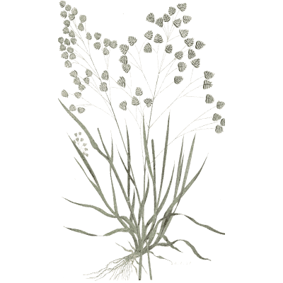 Quaking grass - A Natural History of British Grasses - 1858