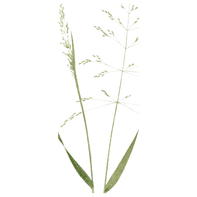 Bent grass - A Natural History of British Grasses - 1858
