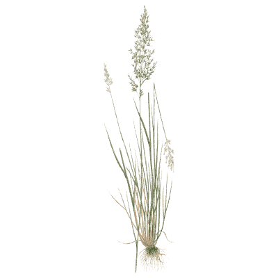 Tufted hair grass 01 - A Natural History of British Grasses - 1858