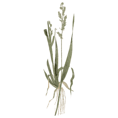 Meadow grass with roots - A Natural History of British Grasses - 1858
