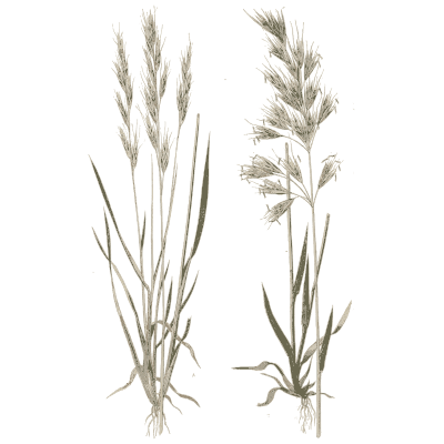 Two brome grasses - A Natural History of British Grasses - 1858