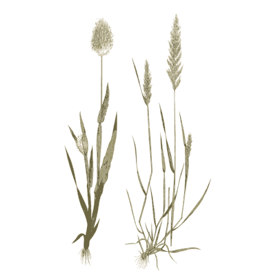 Two cat's-tail grasses - A Natural History of British Grasses - 1858