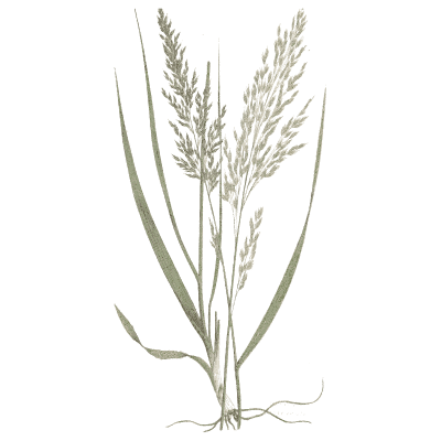 Upright panicle grass - A Natural History of British Grasses - 1858