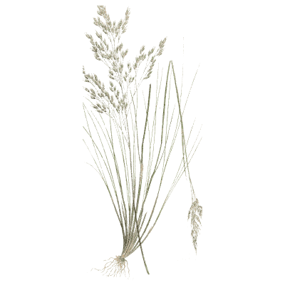 Fine-leaved fescue - A Natural History of British Grasses - 1858