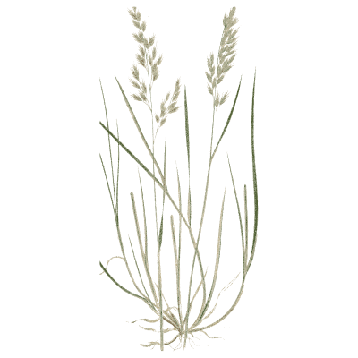 Pale tufted grass - A Natural History of British Grasses - 1858