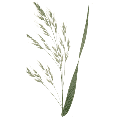 Grass panicle with broad blade 02 - A Natural History of British Grasses - 1858
