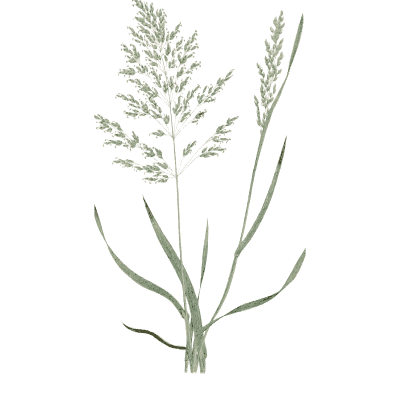 Spreading panicle grass - A Natural History of British Grasses - 1858