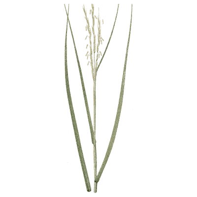 Narrow-leaved grass stems - A Natural History of British Grasses - 1858