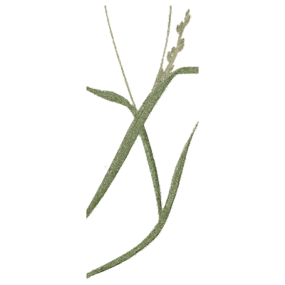 Couch grass fragment - A Natural History of British Grasses - 1858