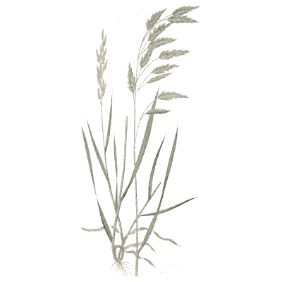 Tufted brome - A Natural History of British Grasses - 1858