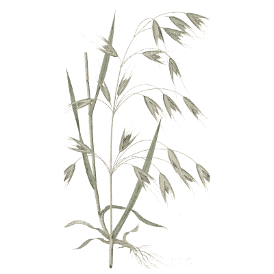 Wild oat - A Natural History of British Grasses - 1858