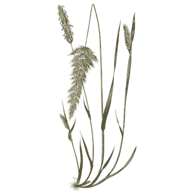 Cock's-foot grass - A Natural History of British Grasses - 1858