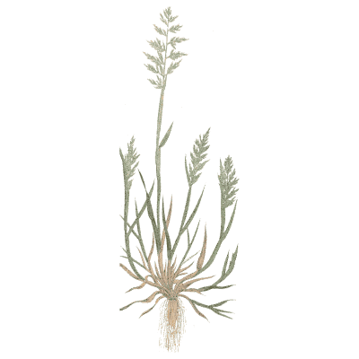Small tufted grass - A Natural History of British Grasses - 1858