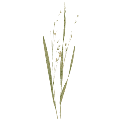 Melick grass - A Natural History of British Grasses - 1858
