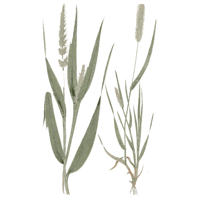 Two broad-leaved grasses - A Natural History of British Grasses - 1858