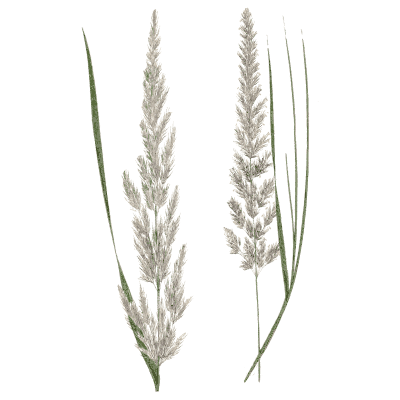 Two grasses with dense feathery panicles - A Natural History of British Grasses - 1858