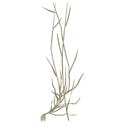 Creeping grass stems - A Natural History of British Grasses - 1858