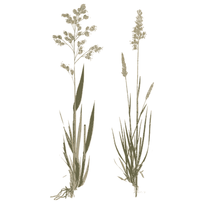 Two meadow grasses with open panicles - A Natural History of British Grasses - 1858