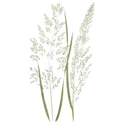 Two airy panicle grasses - A Natural History of British Grasses - 1858