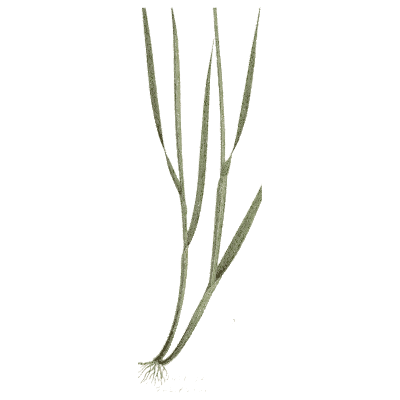 Grass blades - A Natural History of British Grasses - 1858