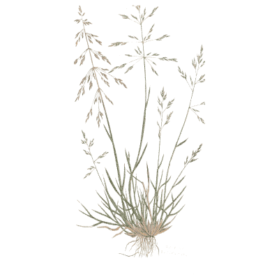 Tufted hair grass 02 - A Natural History of British Grasses - 1858