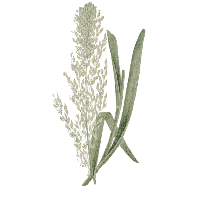 Reed canary grass - A Natural History of British Grasses - 1858