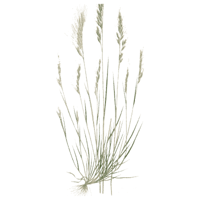 Tall tufted grass - A Natural History of British Grasses - 1858