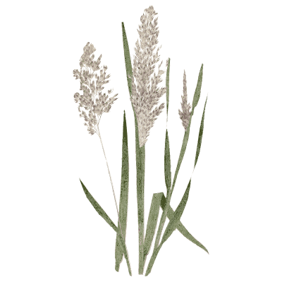 Purple-tinged panicle grass - A Natural History of British Grasses - 1858