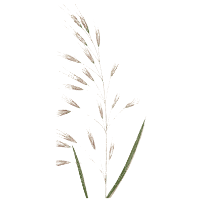 Nodding brome - A Natural History of British Grasses - 1858