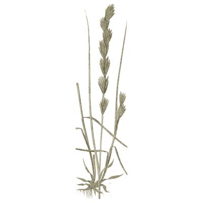 Spiked grass - A Natural History of British Grasses - 1858