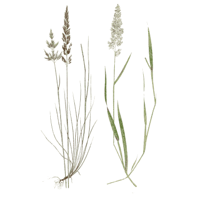 Two slender grasses - A Natural History of British Grasses - 1858