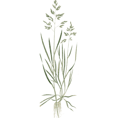Meadow grass - A Natural History of British Grasses - 1858