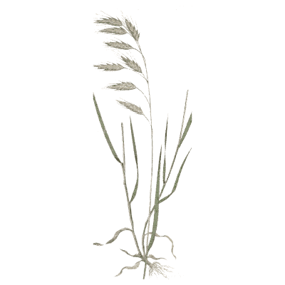 Loose panicle grass - A Natural History of British Grasses - 1858