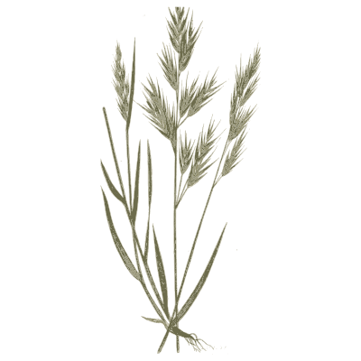 Upright brome - A Natural History of British Grasses - 1858