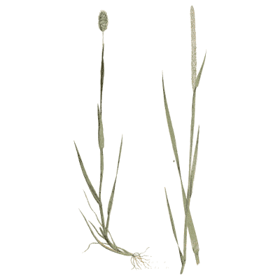 Two cat's-tail stems - A Natural History of British Grasses - 1858
