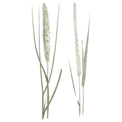 Two grasses with cylindrical spikes - A Natural History of British Grasses - 1858