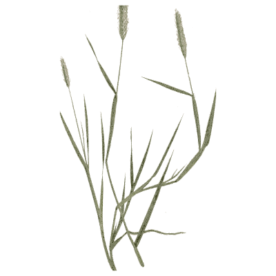 Foxtail grass - A Natural History of British Grasses - 1858