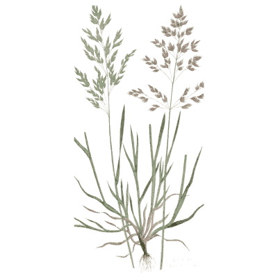 Two panicle grass tufts - A Natural History of British Grasses - 1858