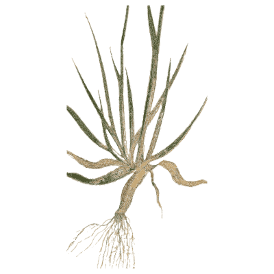 Grass seedling with roots - A Natural History of British Grasses - 1858