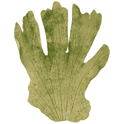 Hand-shaped lobed fern frond 02 - Ferns: British and Exotic - 1856