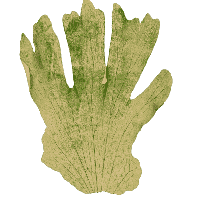 Hand-shaped lobed fern frond 01 - Ferns: British and Exotic - 1856