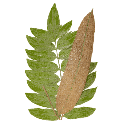 Pinnate fern with fertile frond - Ferns: British and Exotic - 1856
