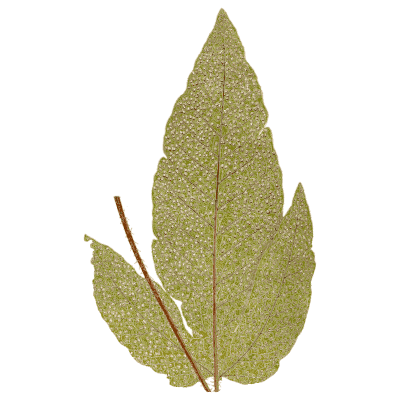 Pale ovate fern frond - Ferns: British and Exotic - 1856