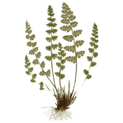 Small tufted fern - Ferns: British and Exotic - 1856